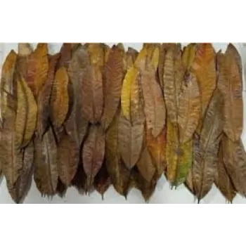 Organic Dried Mango Leaves