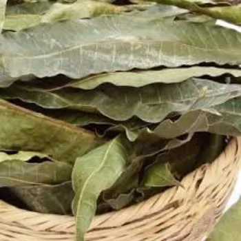 Organic Mango Leaves
