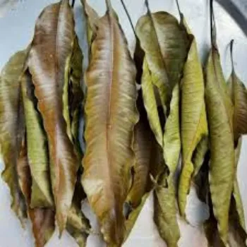 Natural Dry Mango Leaves