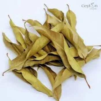 Dry Mango Leaves