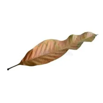 Natural Dry Mango Leaves