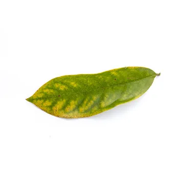 Dry Mango Leaves