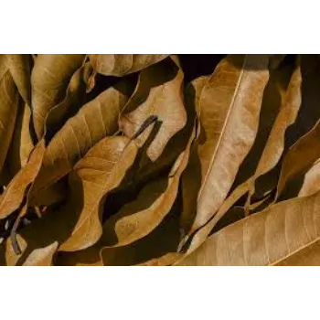 Natural Dry Mango Leaves