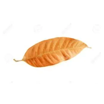 Organic Dry Mango Leaves