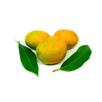 Natural  Dry Mango Leaves