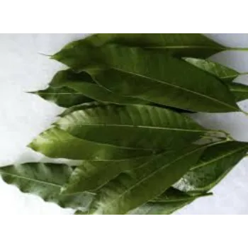 Green Dry Mango Leaves