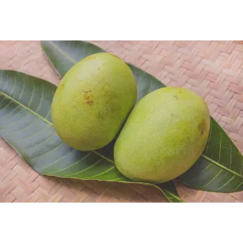 Natural   Dry Mango Leaves