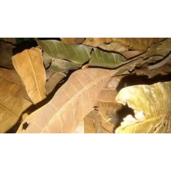 Natural Dry Mango Leaves