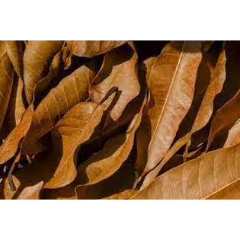 Rare Dry Mango Leaves