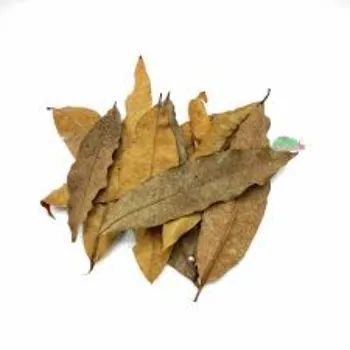 Natural Dry Mango Leaves
