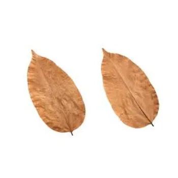 Natural Dry Mango Leaves