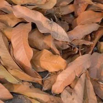Dry Mango Leaves