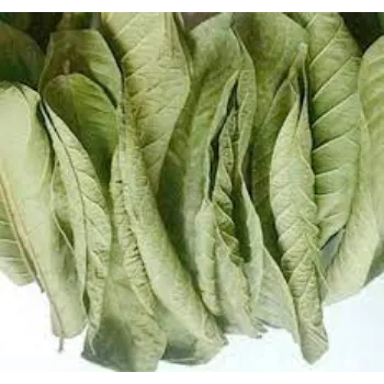 Natural Dried Mango Leaves