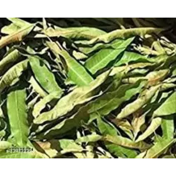 Dried Mango Leaves
