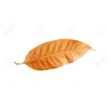 Dried Mango Leaves