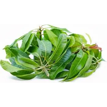 Natural Mango Leaves