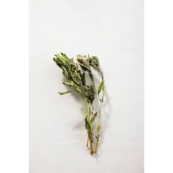  Dry Mint Leaves