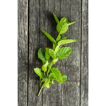 Natural Dry Mint Leaves