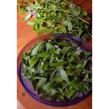 Dry Mint Leaves