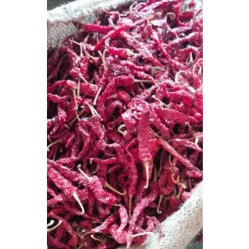 Common Dry Red Chilli