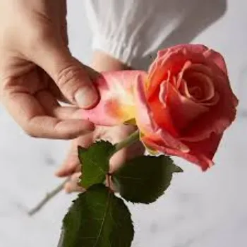 Roshni Agri forestry Dry Rose