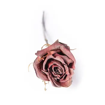 Dry Rose