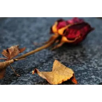 Red Dry Rose
