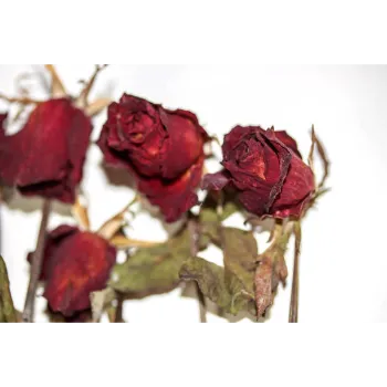 Dry Rose