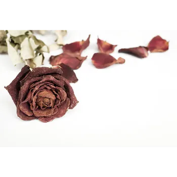 Dry Rose