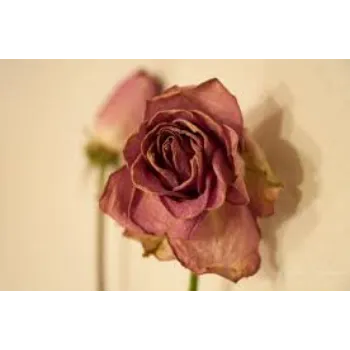 Natural Dry Rose