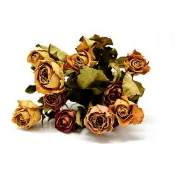 A.p. Flower Mart  Dry Rose