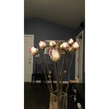 Natural Dry Rose