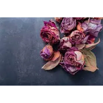 Fresh  Dry Rose