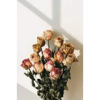 Organic Dry Rose