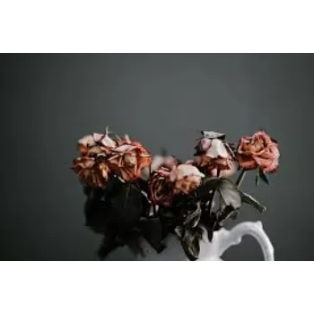 Natural Dry Rose