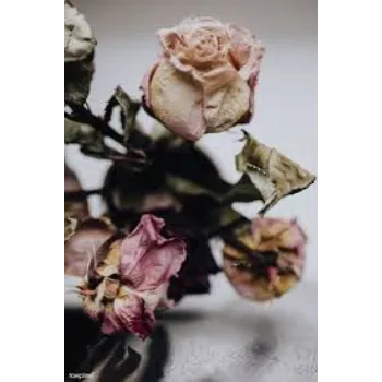 Natural Dry Rose
