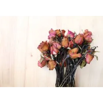 Dry Rose