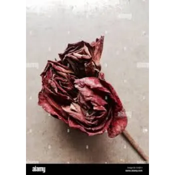 Dried Rose Flower