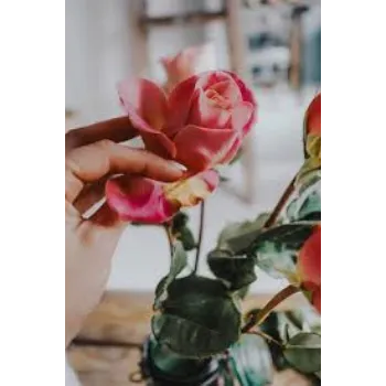 Natural Dry Rose Leaves