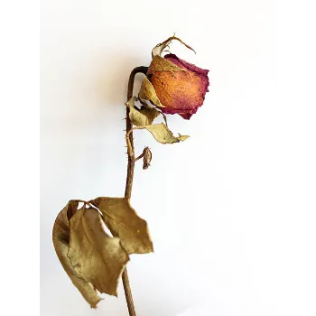 Dry Rose Leaves