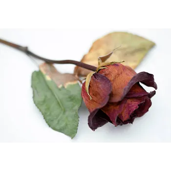 Natural Dry Rose Leaves