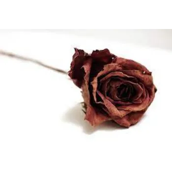Fresh Dry Rose