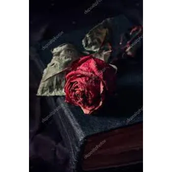 Natural Dry Rose