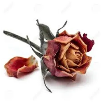 Fresh Dry Rose