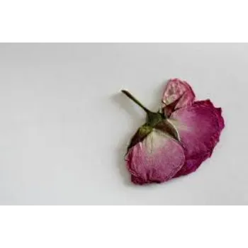 Fresh Dry Rose