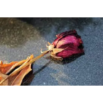 Fresh Dry Rose