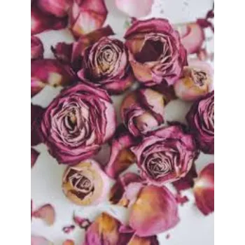 Fresh Dry Rose