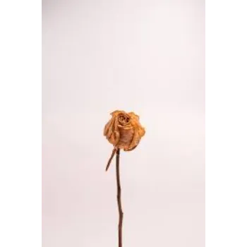 Organic Dry Rose