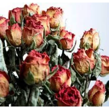 Fresh Dried Rose