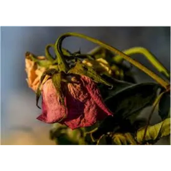 Natural Dry Roses